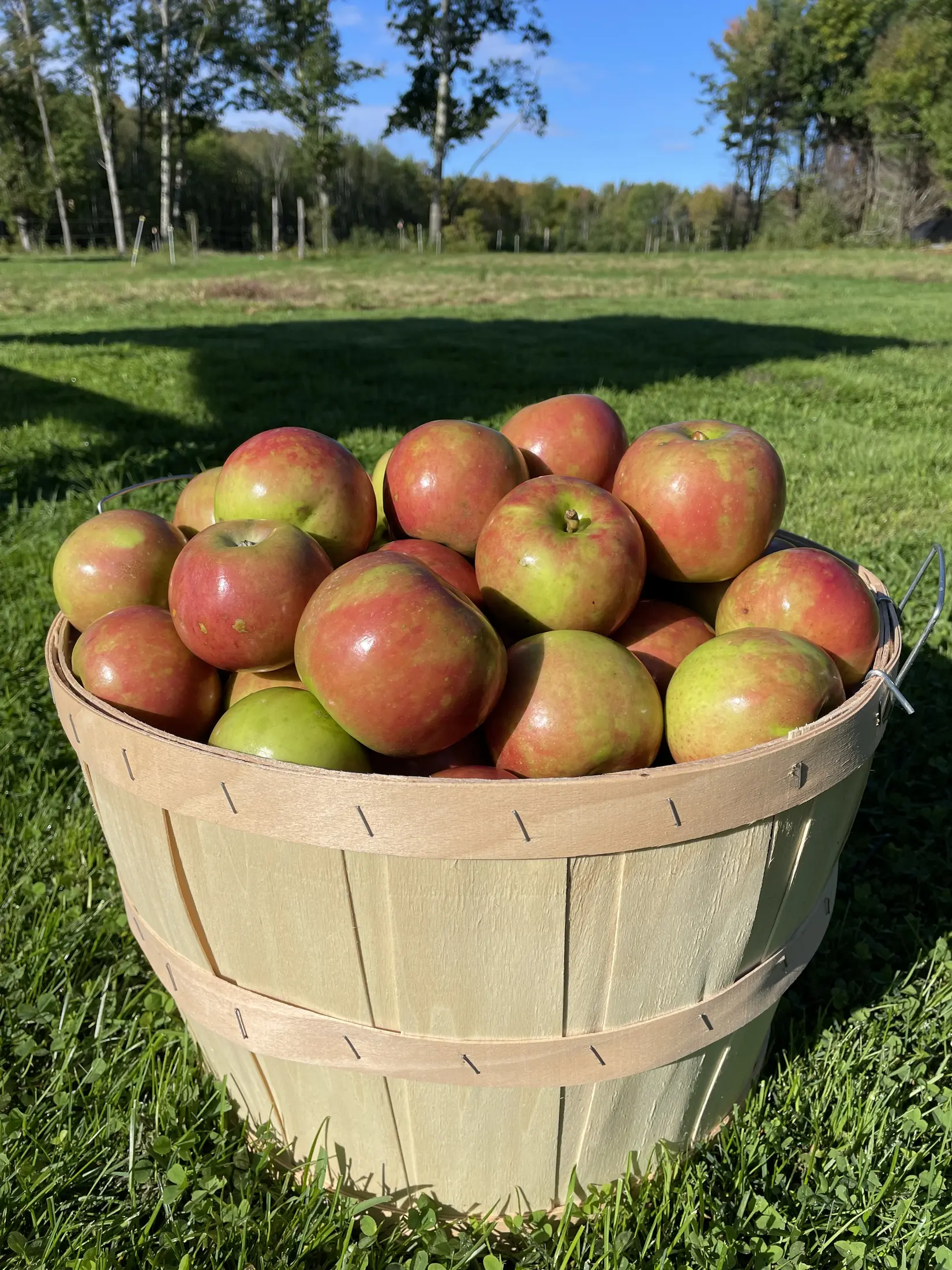 A basket of freshly picked apples on the grass