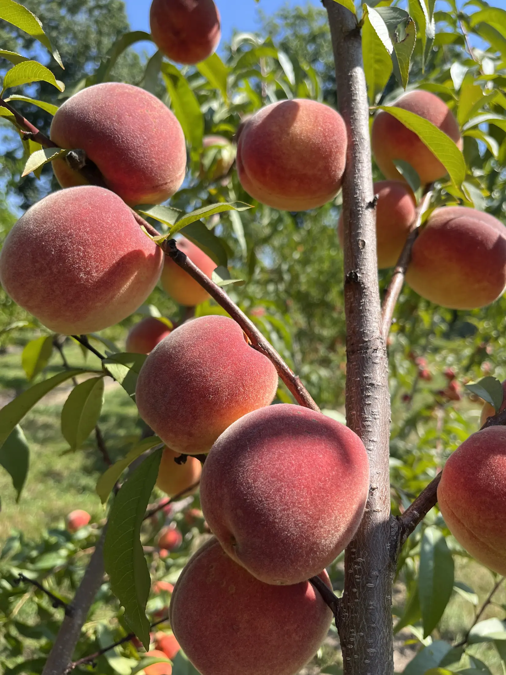 The Orchard